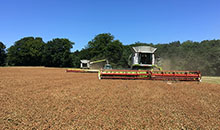 A perfect harvest 2019 brings an improved availability