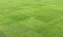 4turf® is proven to grow resilient turf